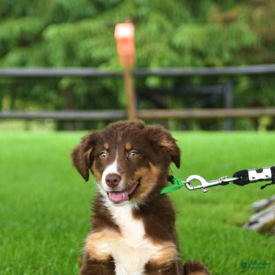 Australian Shepherd dogs Remi  - Ad 2