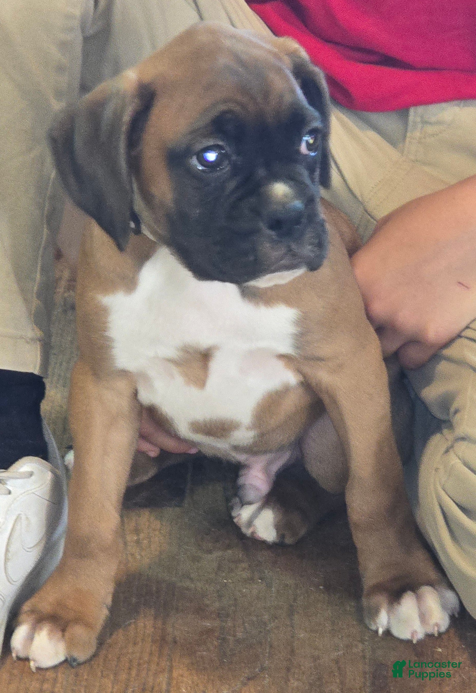 Boxer dogs Max - Ad 1