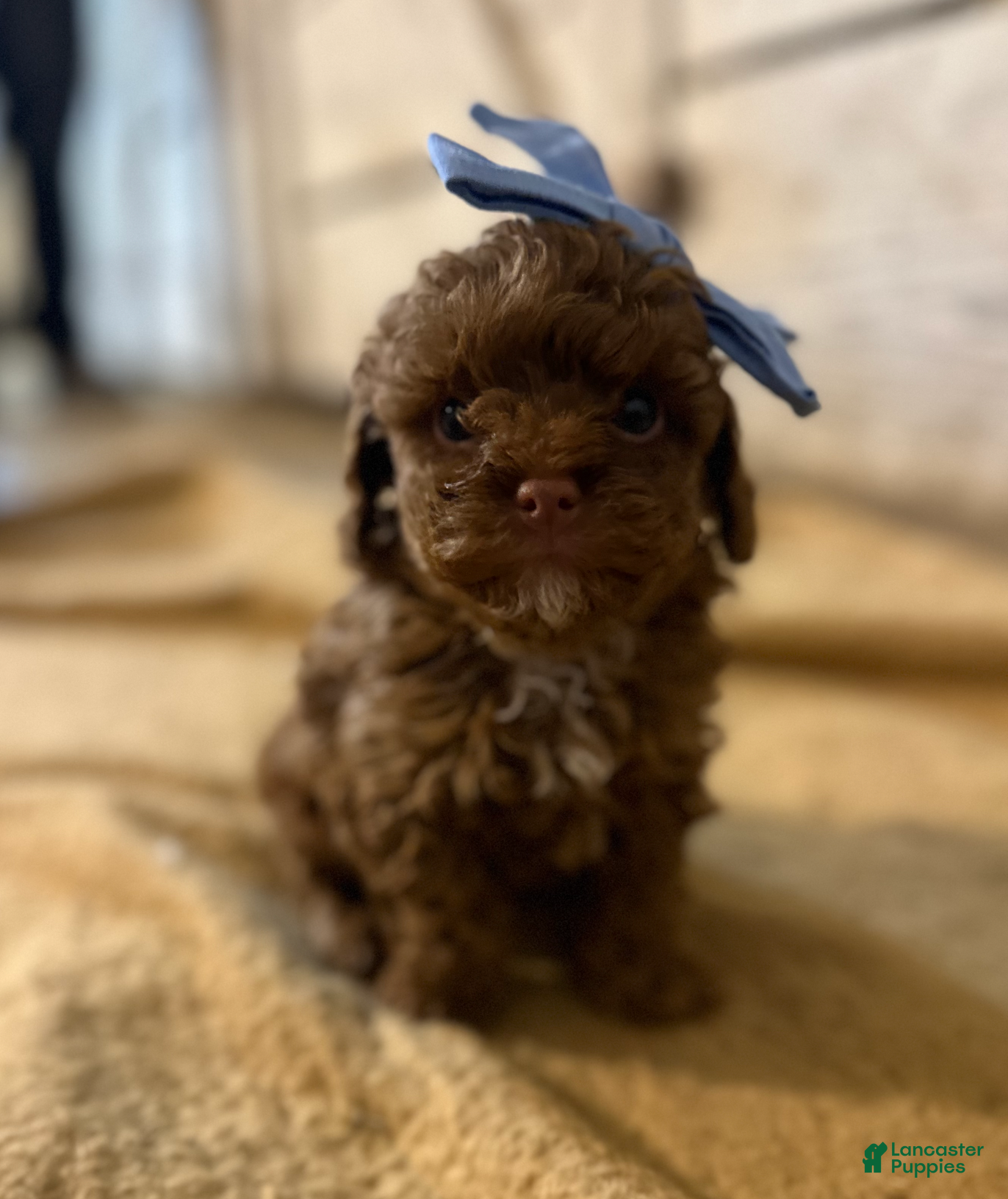 Toy Poodle dogs TEACUP Tootsie- AKC Genetic tested parents - Ad 10