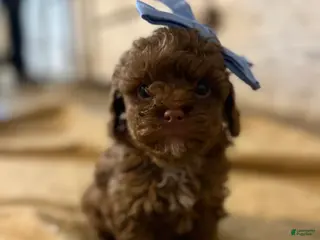 Toy Poodle dogs TEACUP Tootsie- AKC Genetic tested parents - Ad 10