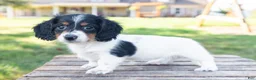 Miniature Dachshund dogs for sale: Button - Ad 11