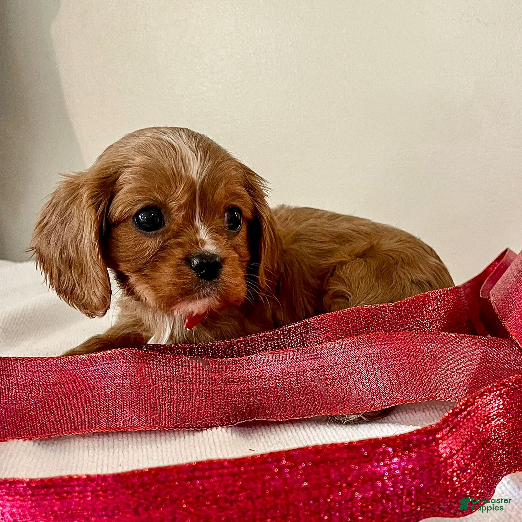 Cavalier King Charles Spaniel dogs Felix - Ad 16