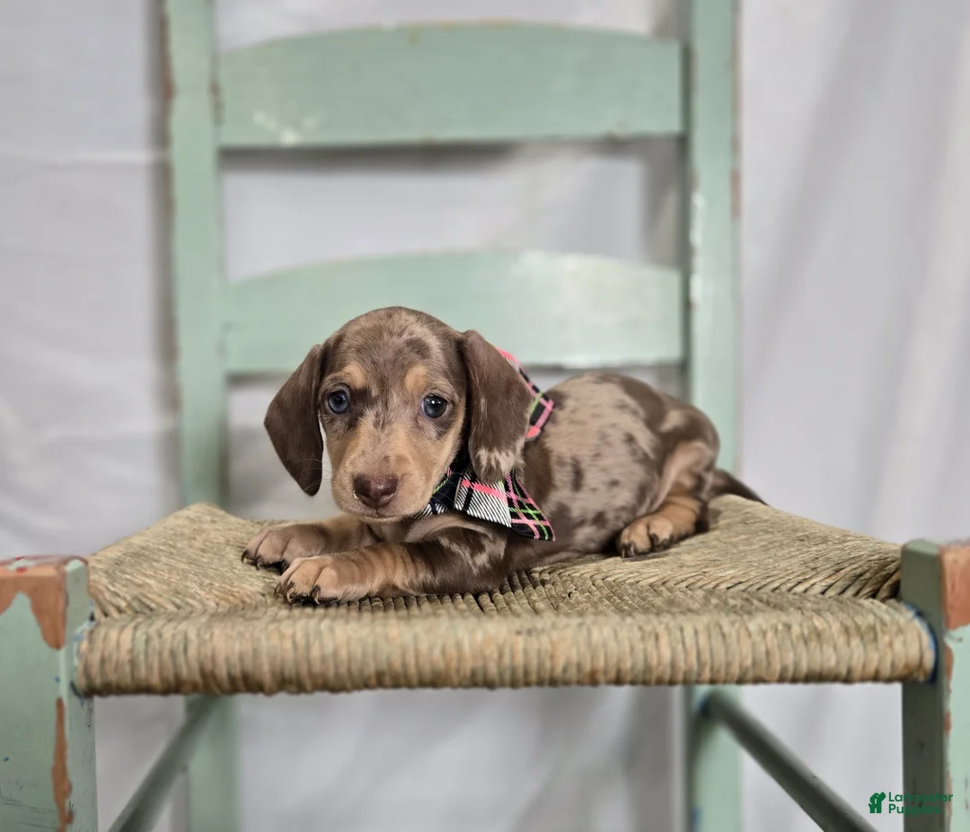Miniature Dachshund dogs for sale: Annabell - Ad 1