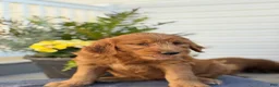 Goldendoodle dogs for sale: Teagan - Ad 8