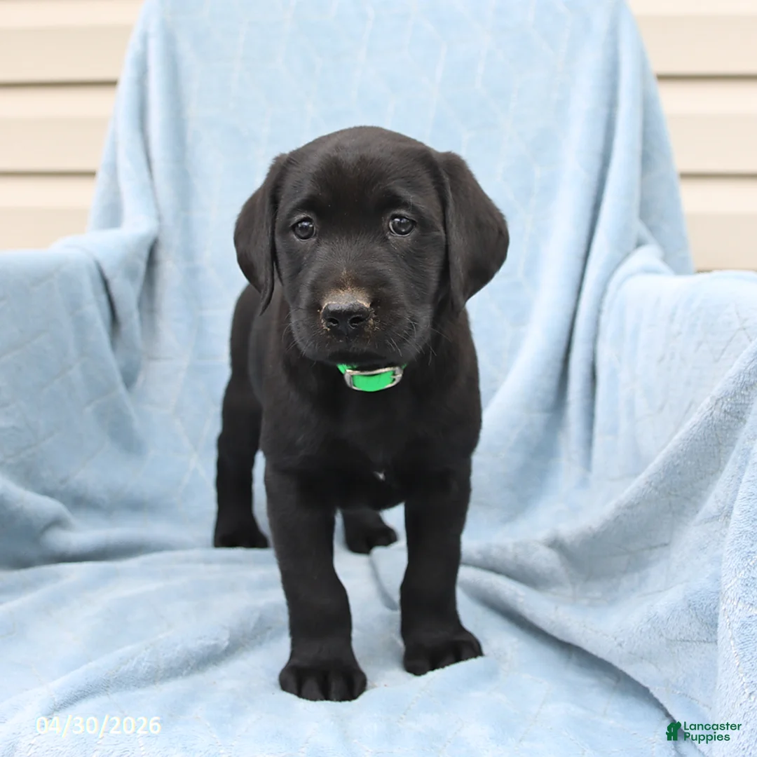 Labrador Retriever dogs for sale: Peggy - Ad 3