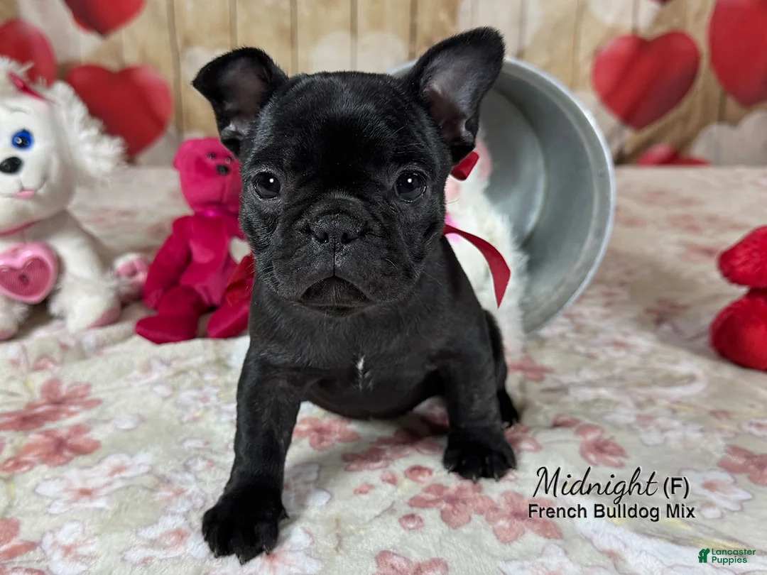 Mixed Breed dogs for sale: Midnight - Ad 5