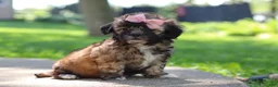 Shih Tzu dogs for sale: Fiona - Ad 10