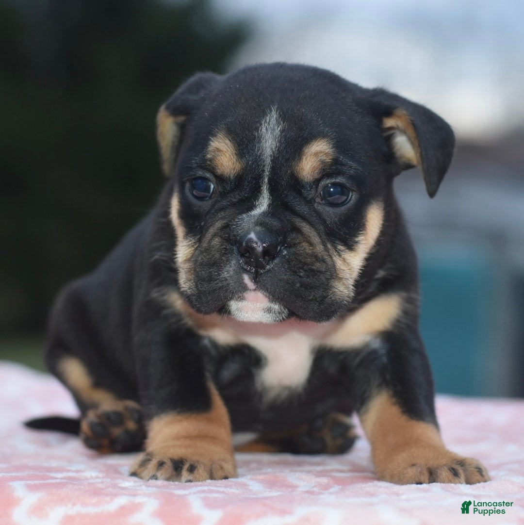 Mixed Breed dogs for sale: Savana tiny puppy - Ad 5