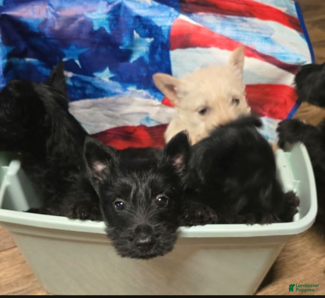 Scottish Terrier dogs Scottish Terrier 5 - Ad 14