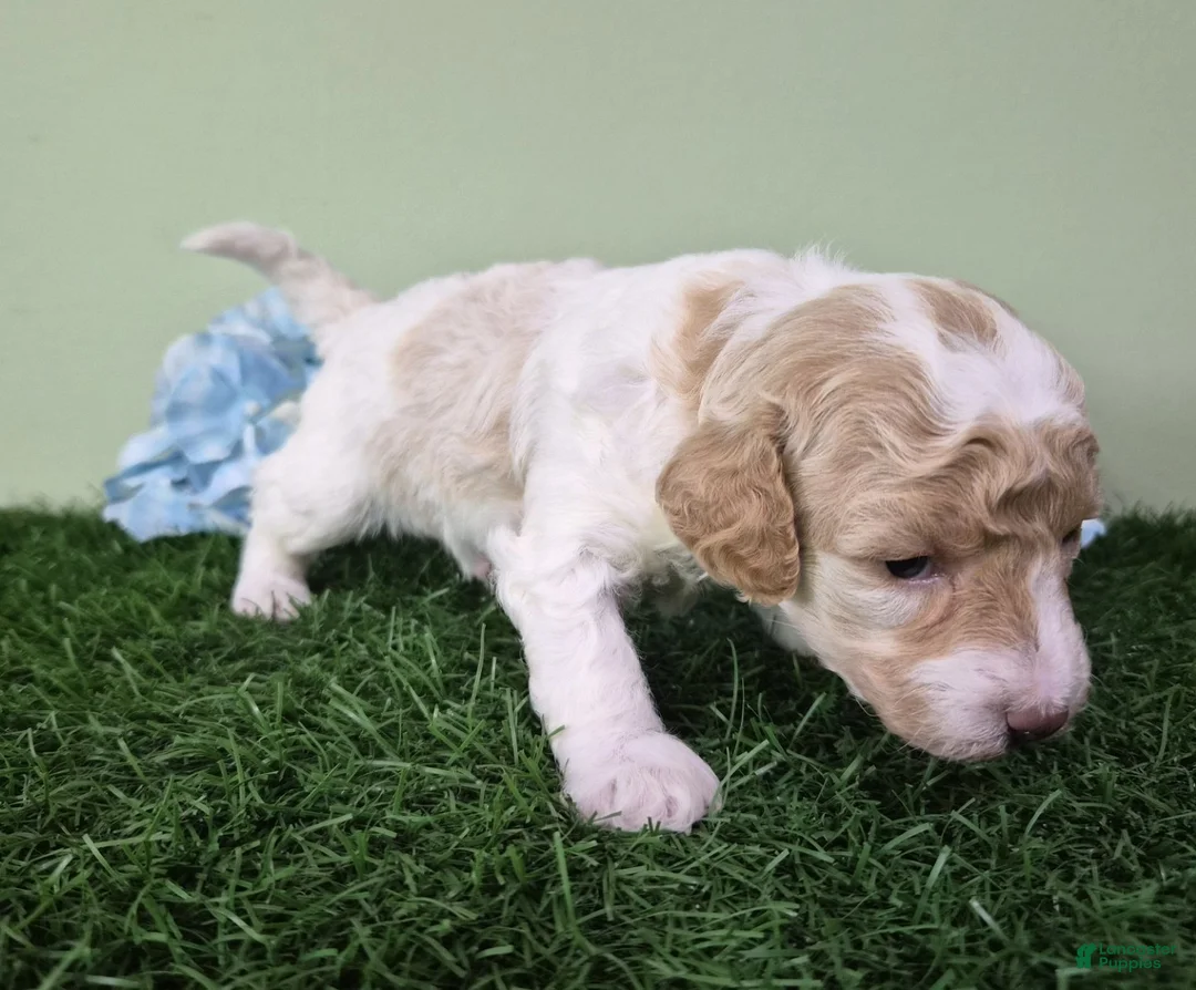 Miniature Poodle dogs for sale: Ferrari - Ad 7