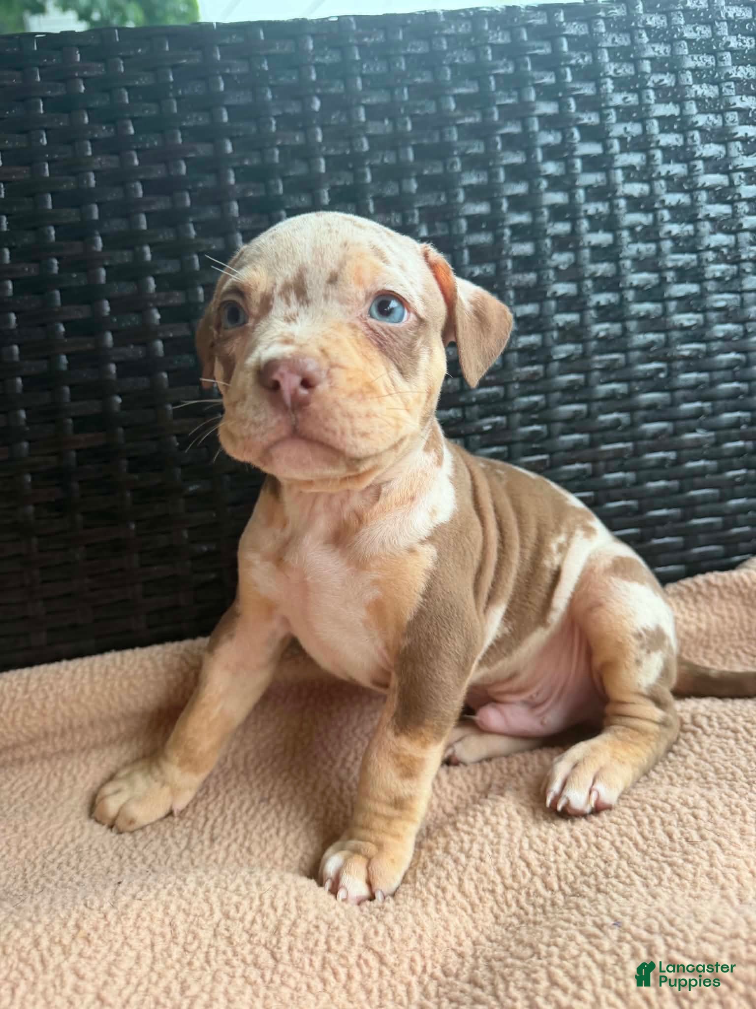 American Bully dogs American Bully 1 - Ad 1