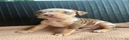 American Bully dogs for sale: American Bully 1 - Ad 1