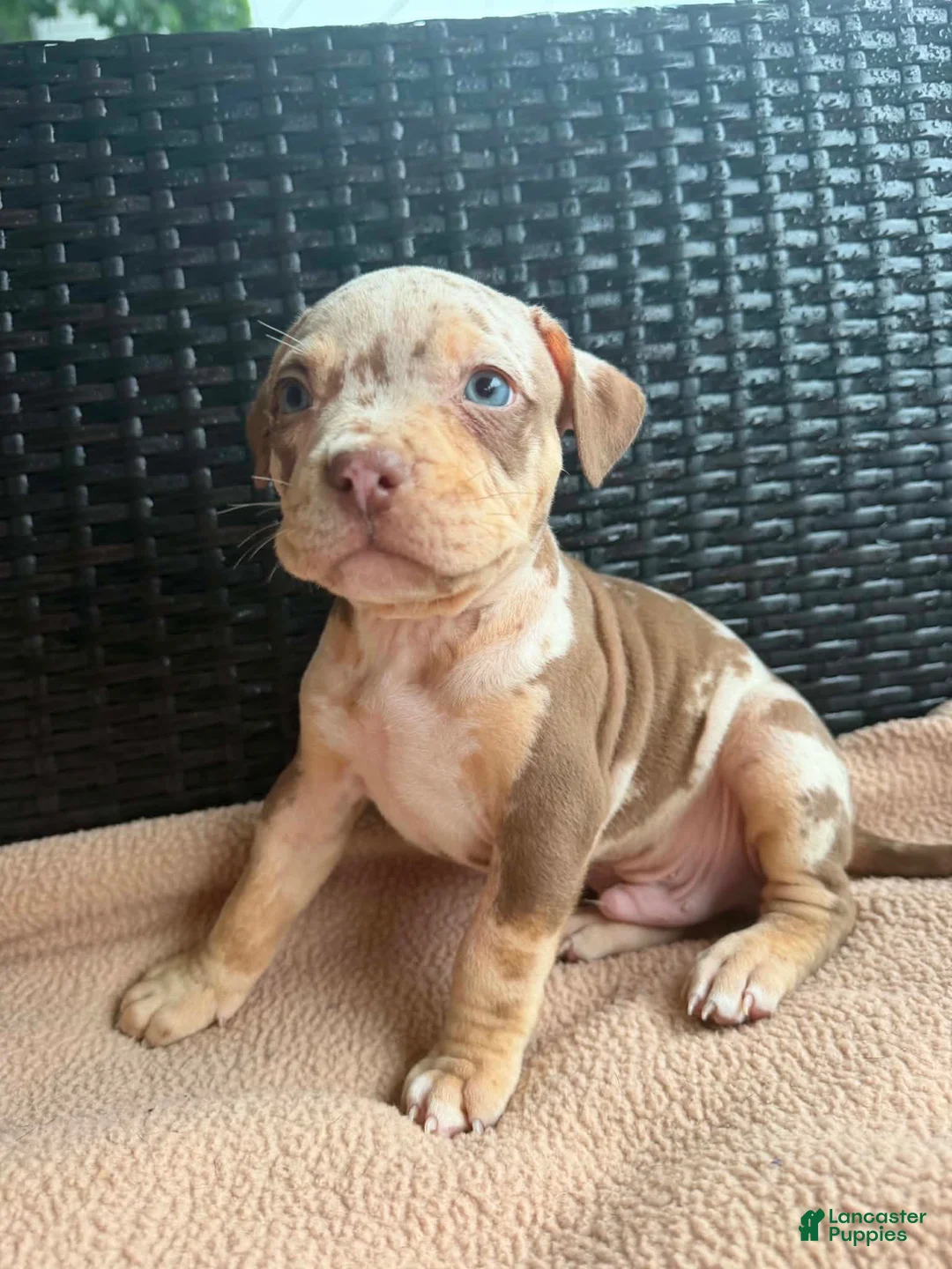 American Bully dogs for sale: American Bully 1 - Ad 1