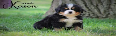 Bernese Mountain Dog 2