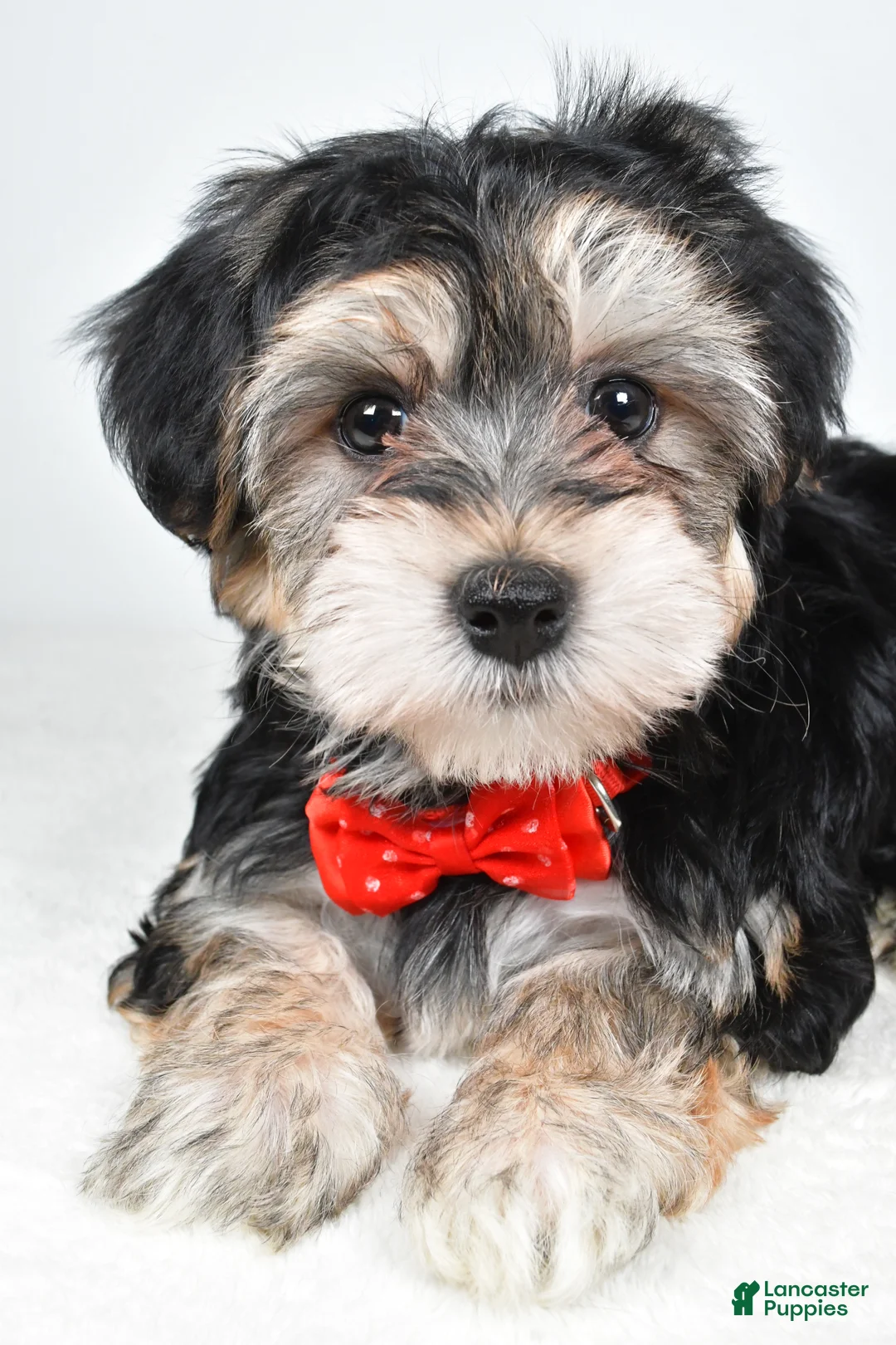 Morkie dogs for sale: Ronnie - Ad 5