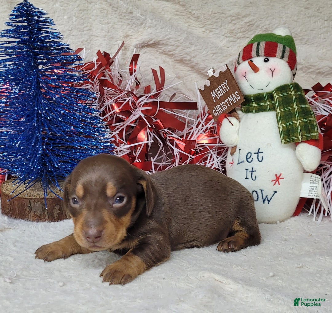 Miniature Dachshund dogs for sale: AKC Blade - Ad 5