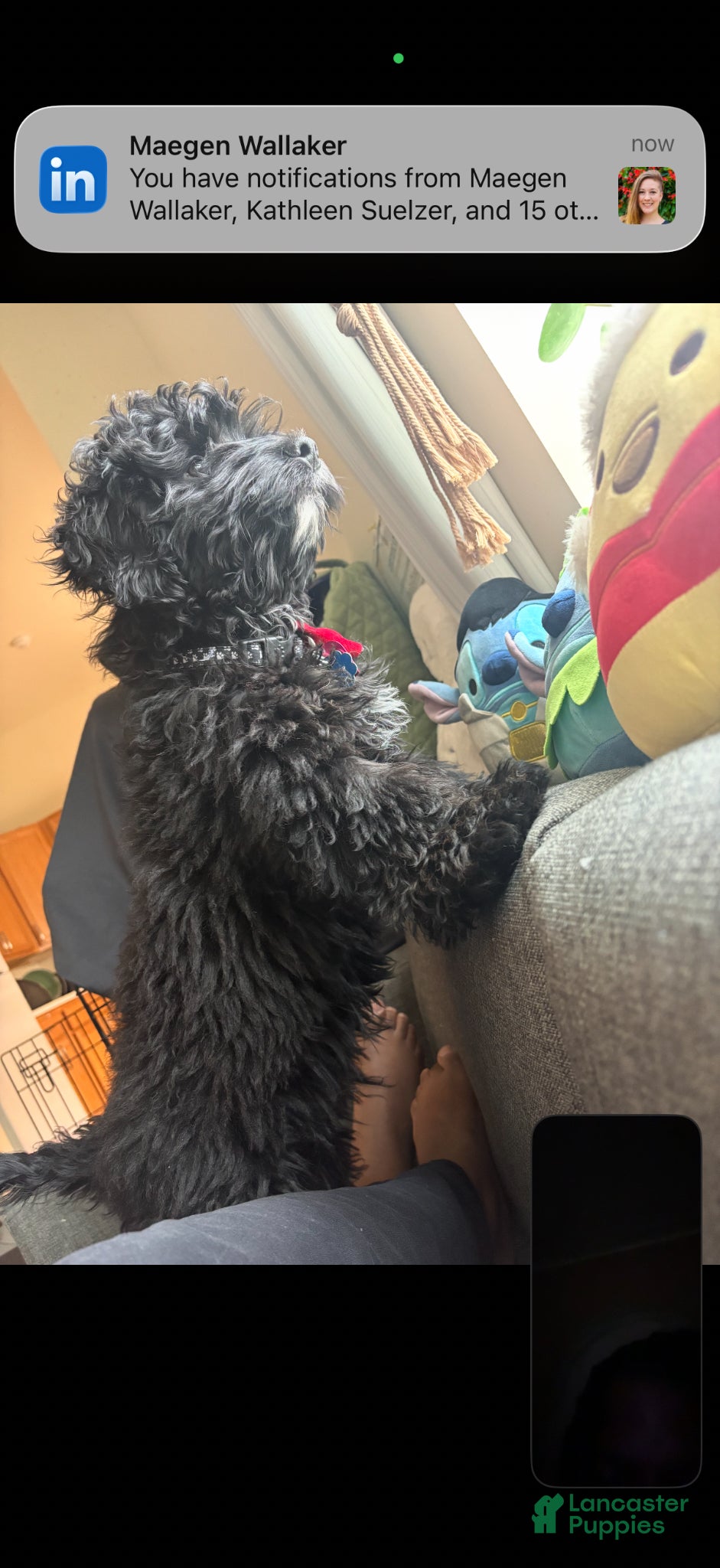 Mixed Breed dogs Mixed Breed Puppy 1 - Ad 39