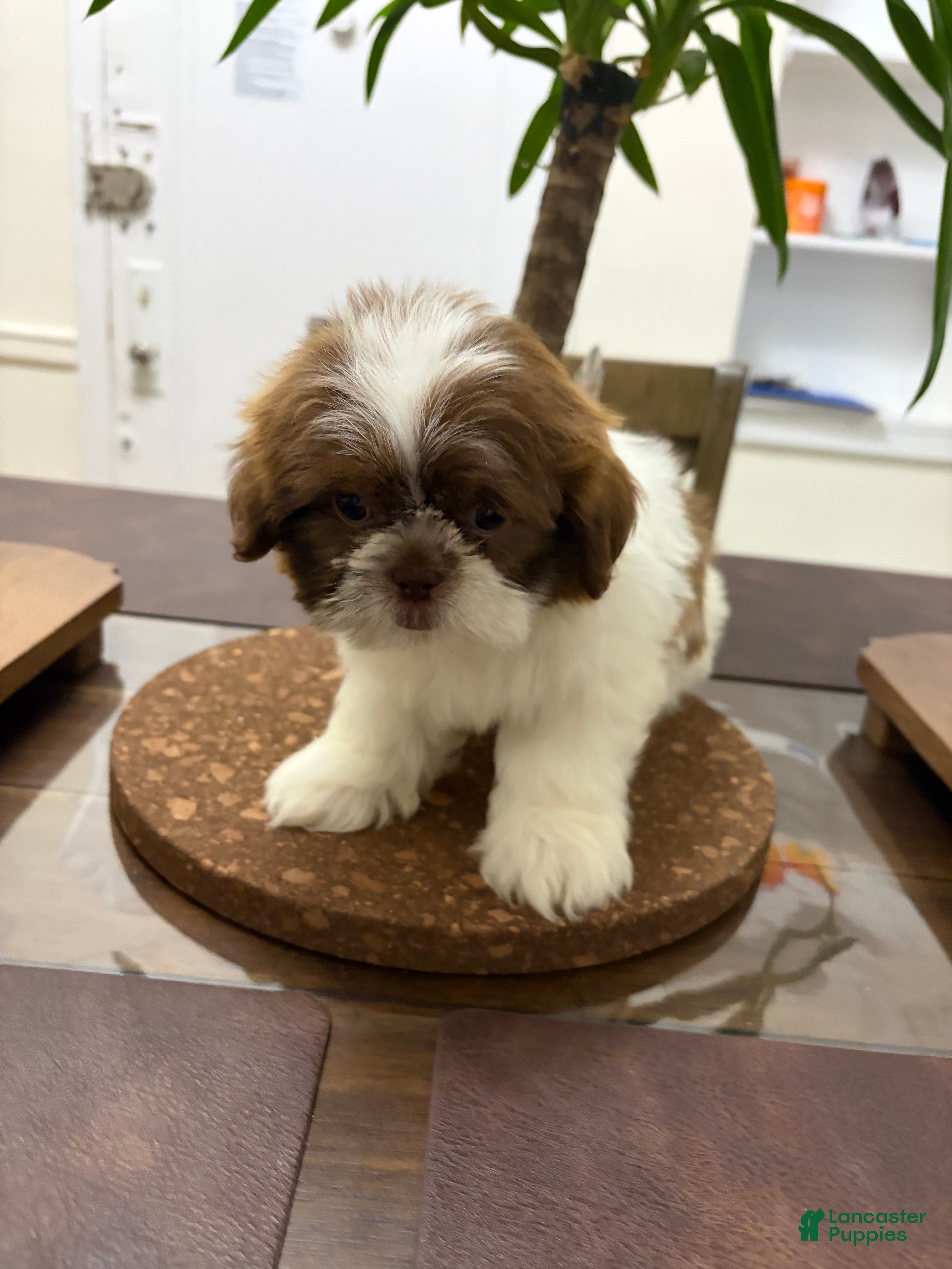 Shih Tzu dogs Maximilian - Ad 13