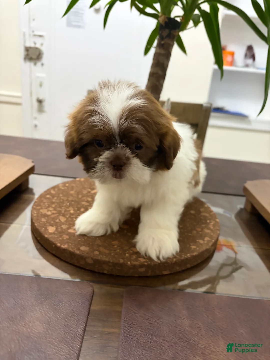 Shih Tzu dogs for sale: Maximilian - Ad 1