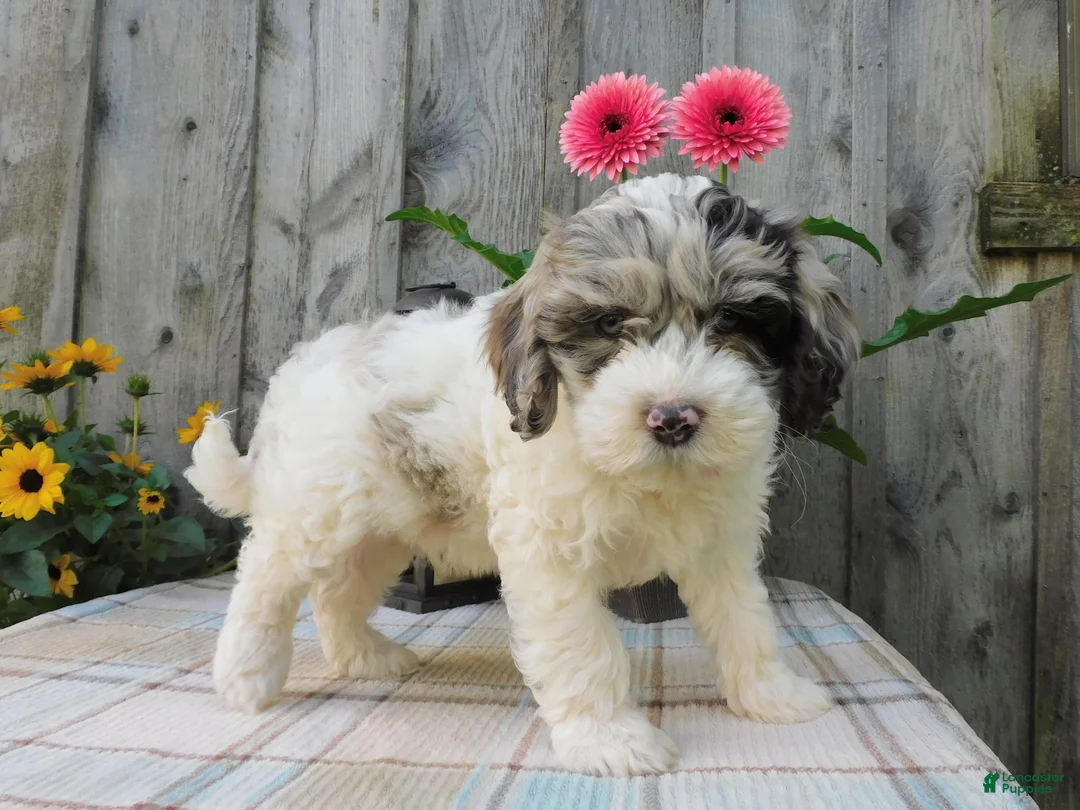 Cockapoo dogs for sale: Hunter - Ad 6