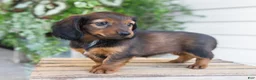 Dachshund dogs for sale: Holly  - Ad 7