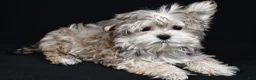 Morkie dogs for sale: Mitzy - Ad 8