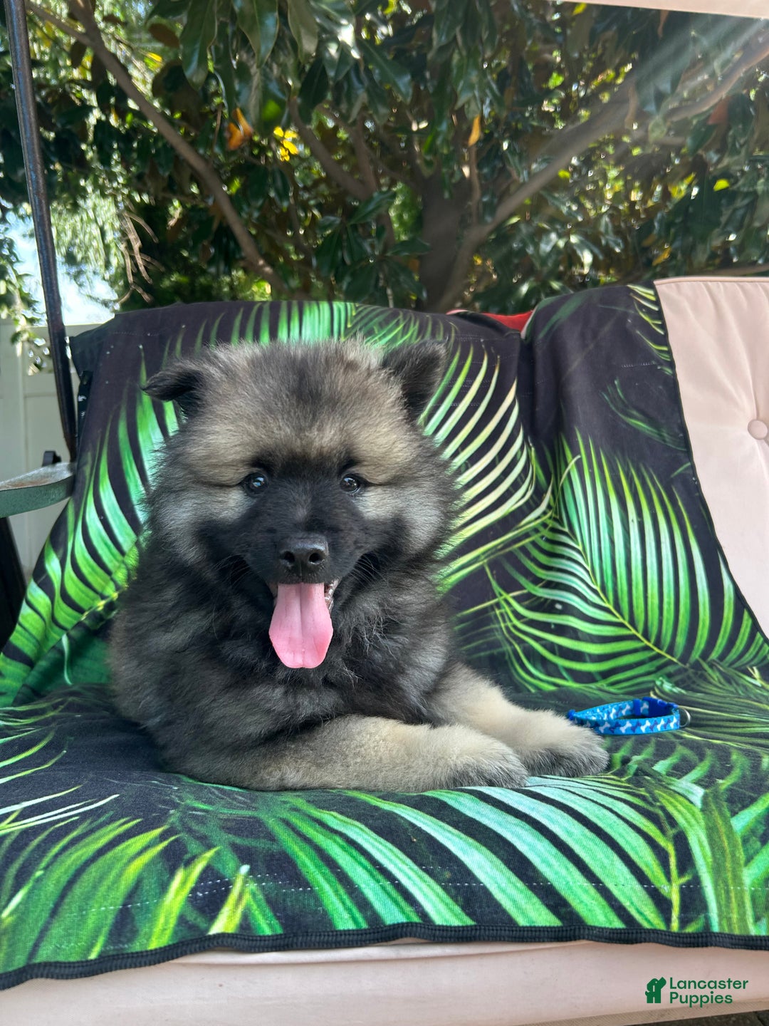 Keeshond dogs for sale: Richi - Ad 3