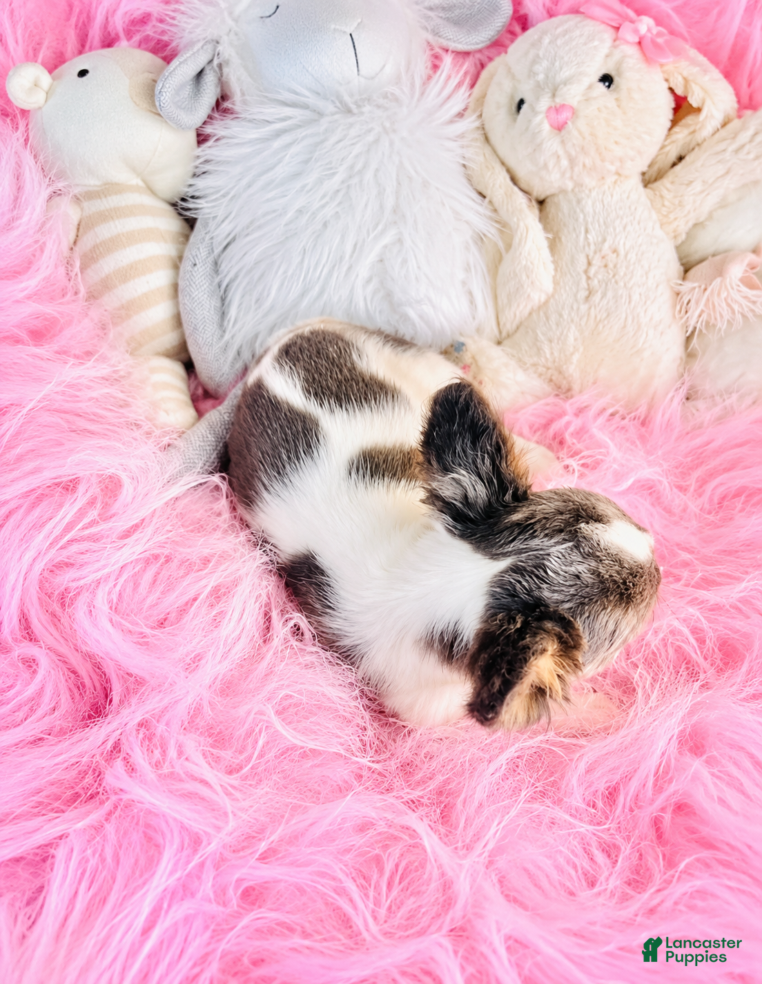 French Bulldog dogs French Bulldog 1 - Ad 2