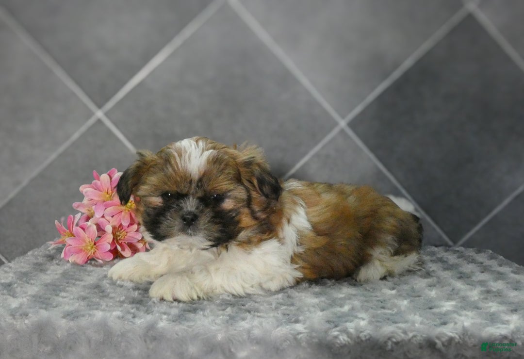 Shih Tzu dogs for sale: Rosie - Ad 2