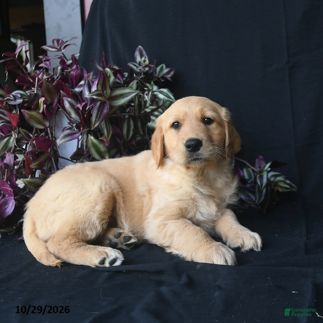 Golden Retriever dogs for sale: Jack Frost  - Ad 3