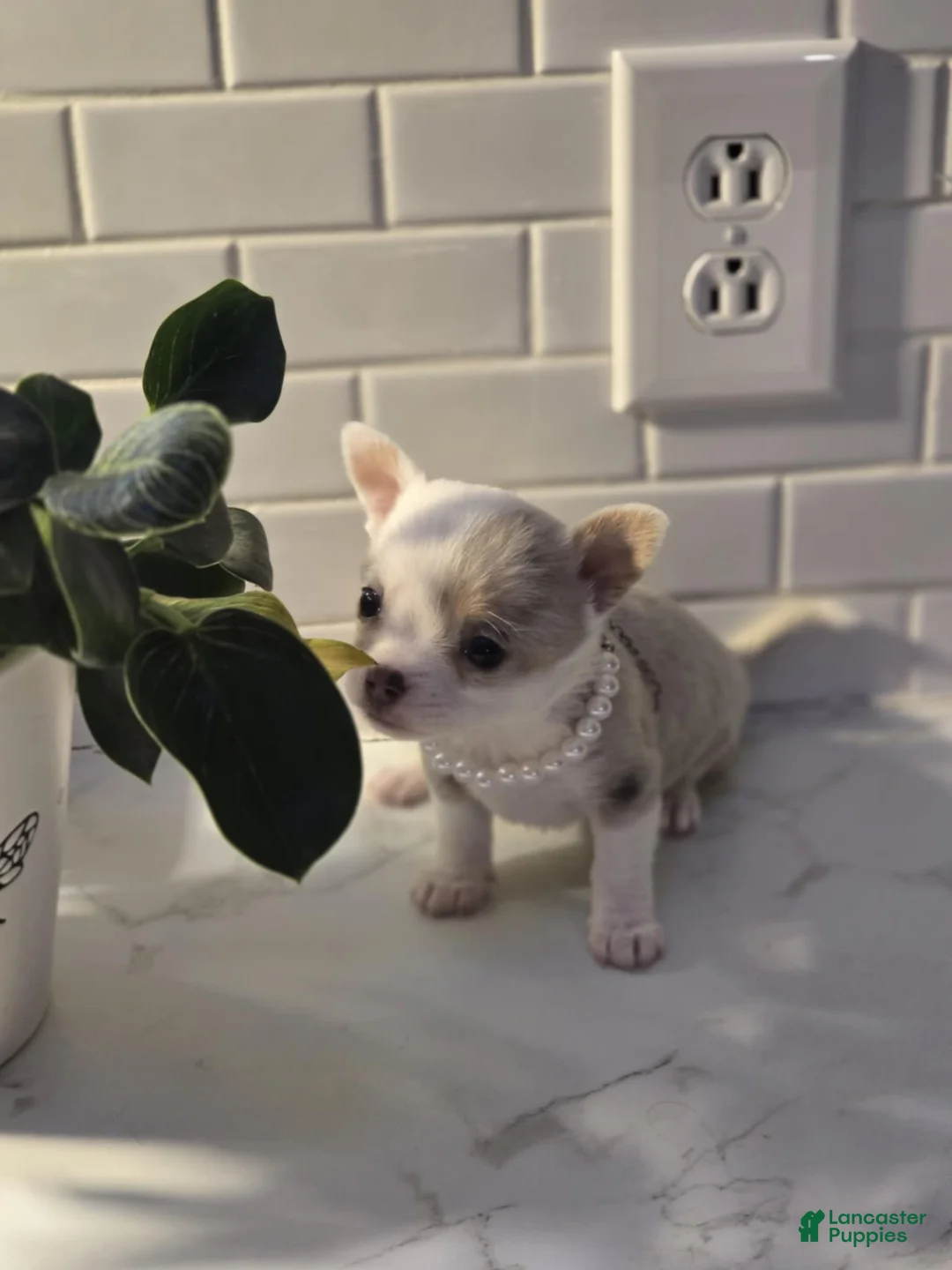 Chihuahua dogs for sale: lilly - Ad 9