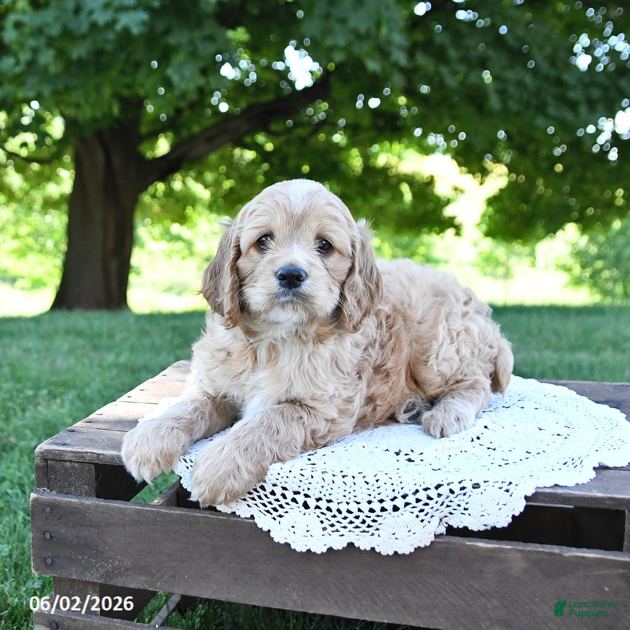 Cockapoo dogs for sale: Sunshine - Ad 4