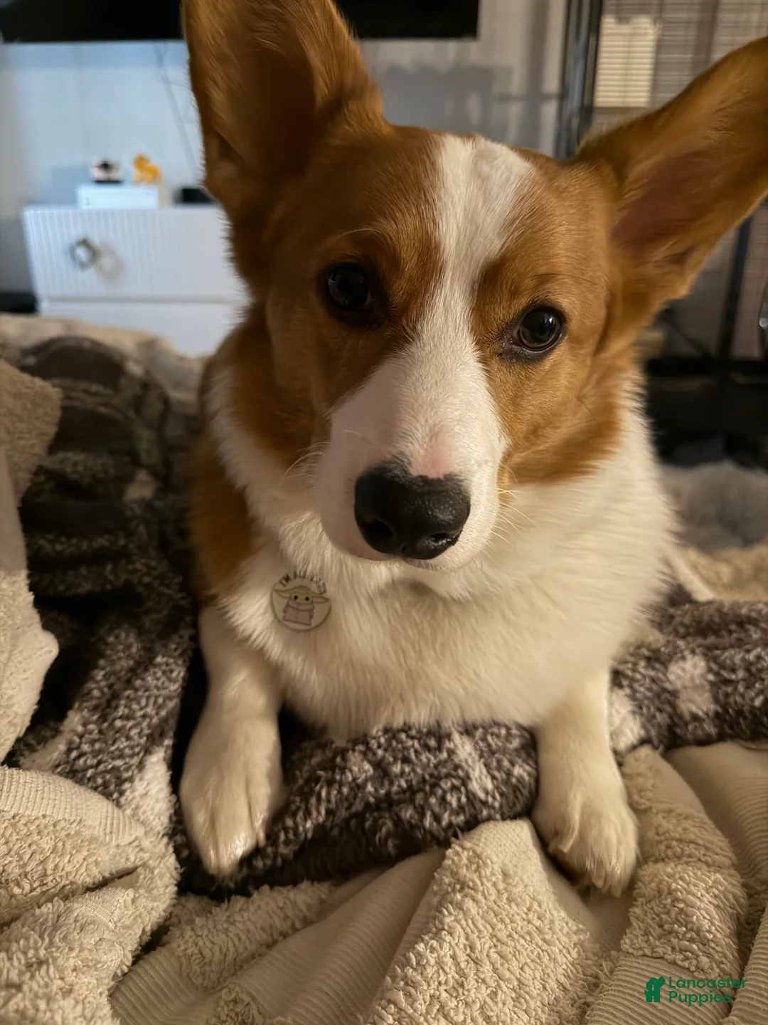 Gallery Image {{count}}