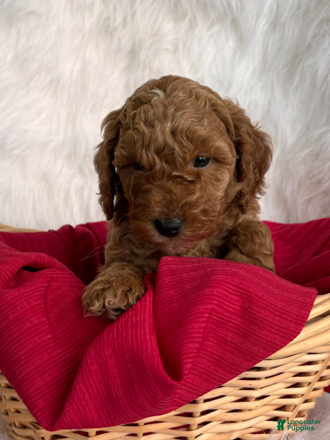 Mixed Breed dogs for sale: Mini Dasher - Ad 2