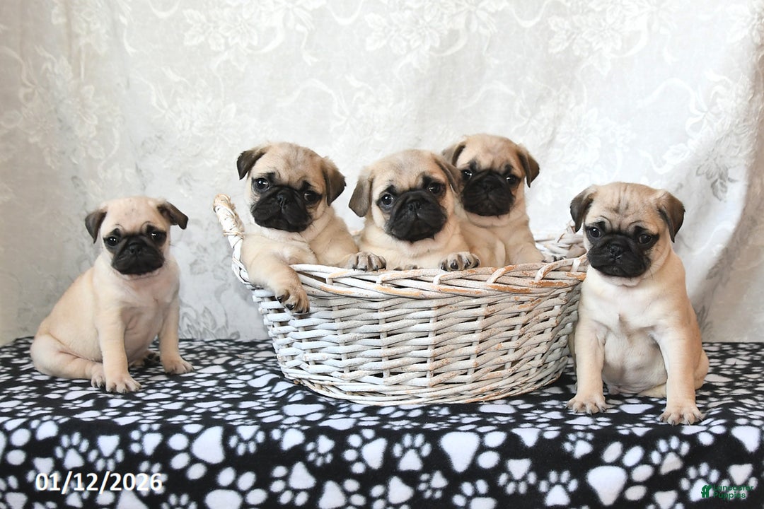 Pug dogs for sale: Mister - Ad 3