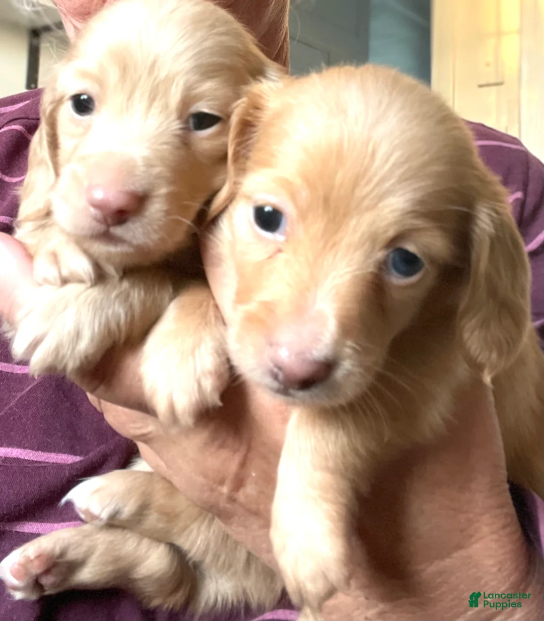 Dachshund dogs for sale: Theodore - Ad 1