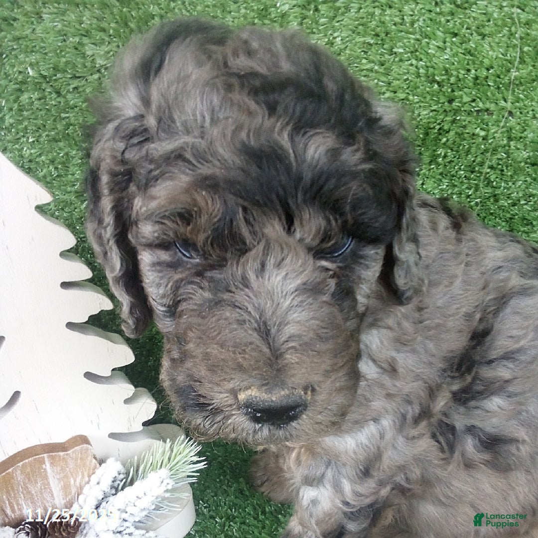 Goldendoodle dogs for sale: Lucky - Merle - Ad 4
