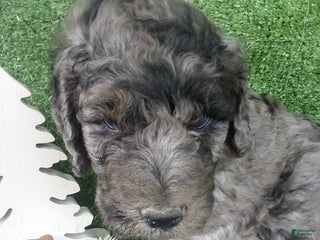 Goldendoodle dogs Lucky - Ad 31