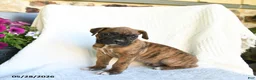 Boxer dogs for sale: Remmy - Ad 5