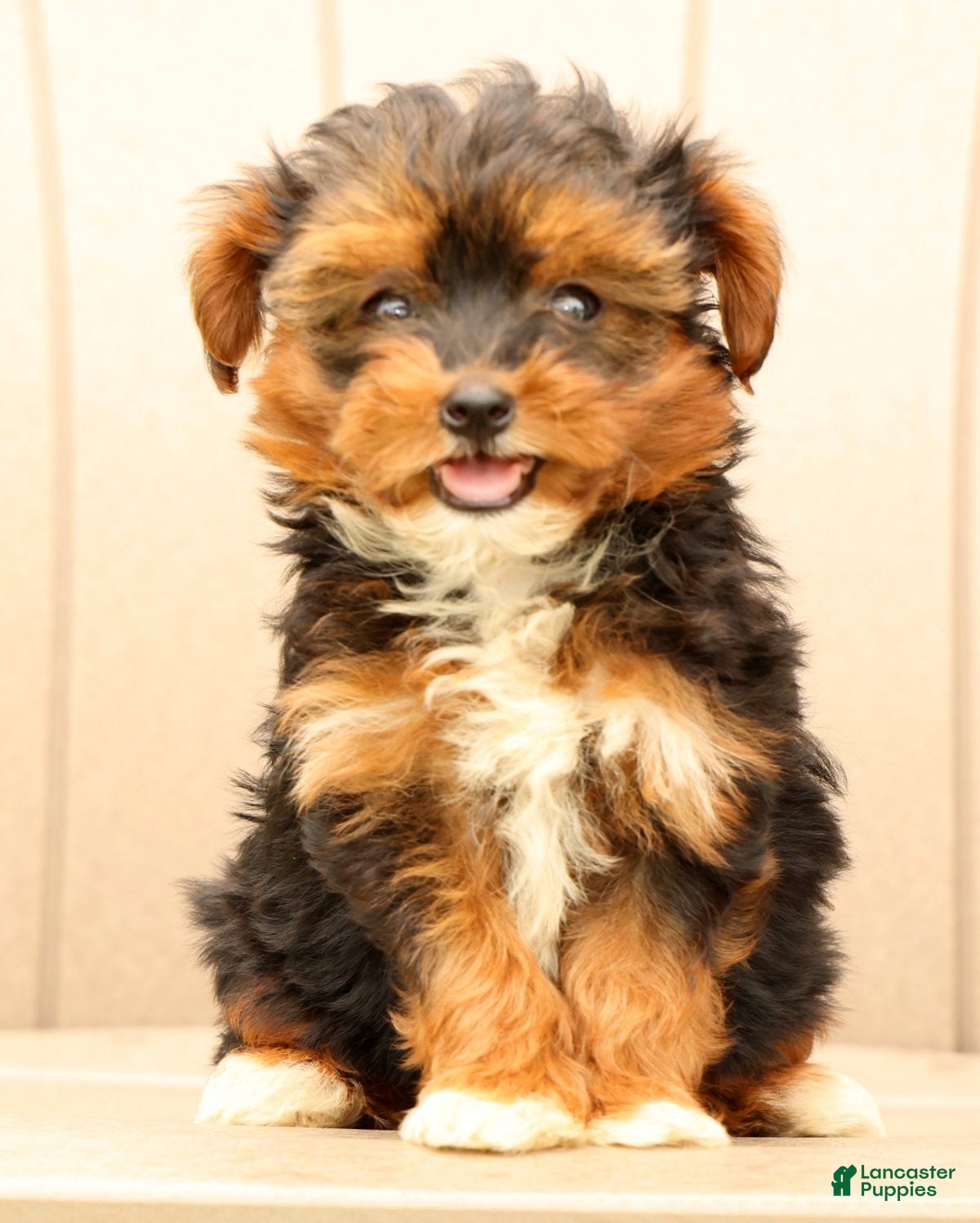 Morkie dogs Dixie - Ad 1