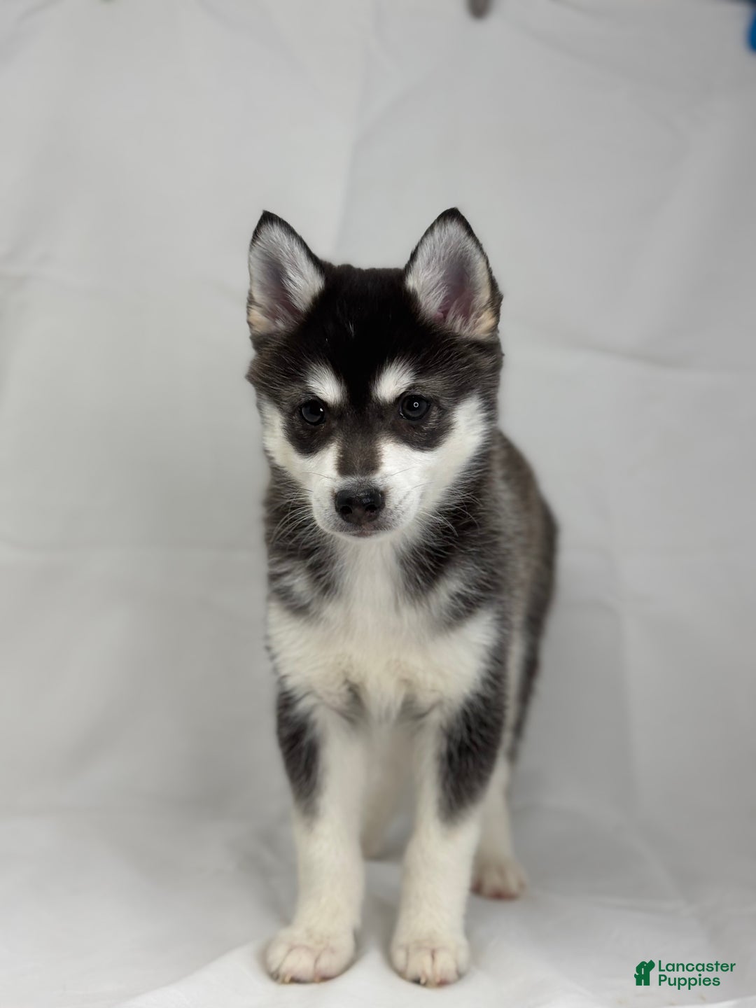Pomsky dogs for sale: Callie - Ad 3