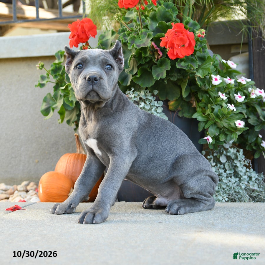 Cane Corso dogs for sale: Titan - Ad 1