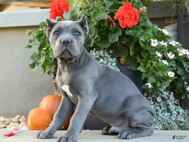Cane Corso dogs for sale: Titan - Ad 1