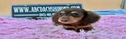 Miniature Dachshund dogs for sale: Miniature Dachshund Puppy 3 - Ad 2