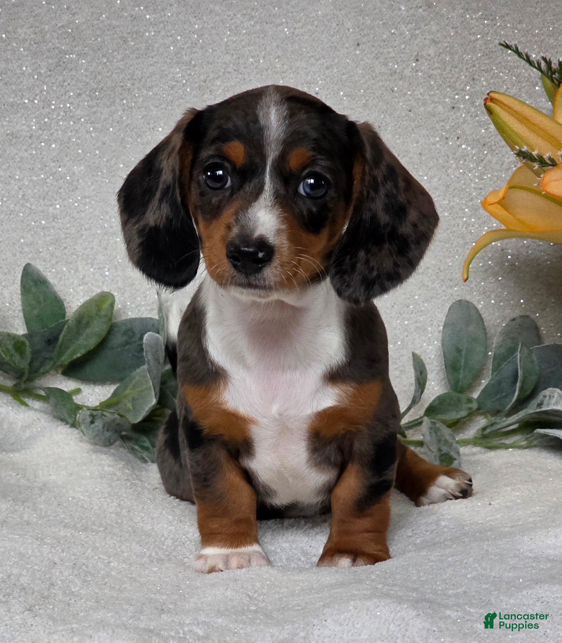 Miniature Dachshund dogs Pixie - Ad 1