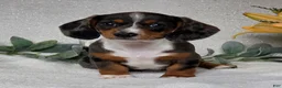 Miniature Dachshund dogs for sale: Pixie - Ad 1