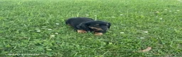Miniature Dachshund dogs for sale: Addy - Ad 1