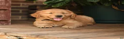 Golden Retriever dogs for sale: Cleo - Ad 4