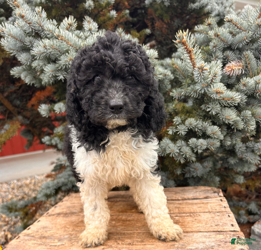 Cockapoo dogs for sale: Luna  - Ad 5