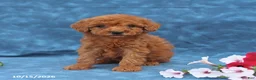 Mini Goldendoodle dogs for sale: Princess - Ad 1